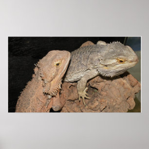 Bearded Dragons Poster