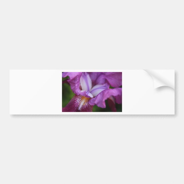 Bearded German Iris Bumper Sticker (Front)