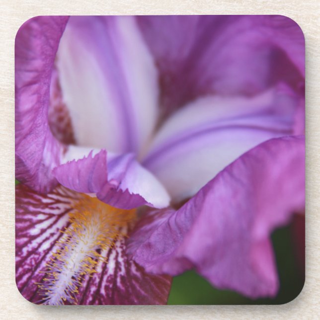 Bearded German Iris Coaster (Front)