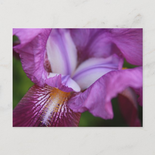 Bearded German Iris Postcard (Front)