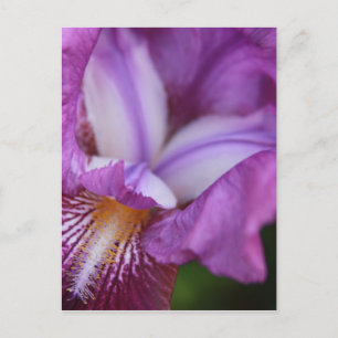 Bearded German Iris Postcard