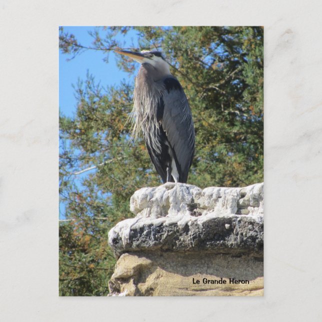 Bearded Heron Postcard (Front)