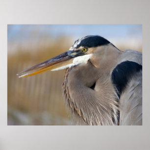 Bearded Heron Poster