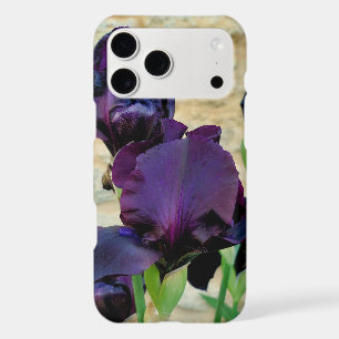 Bearded Iris
