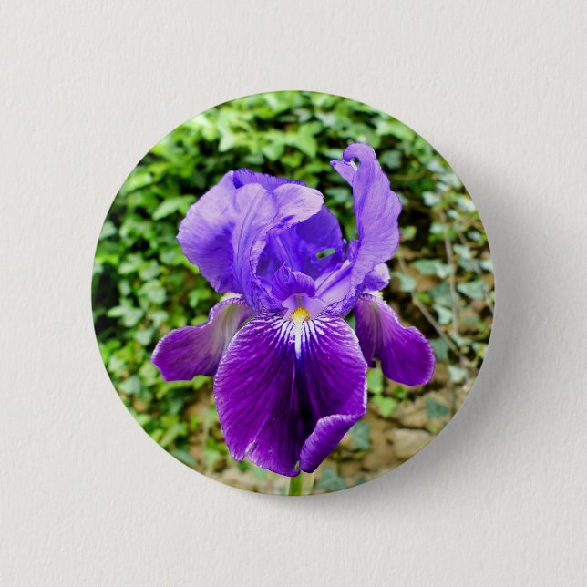Bearded Iris Badge 2 Inch Round Button (Front)