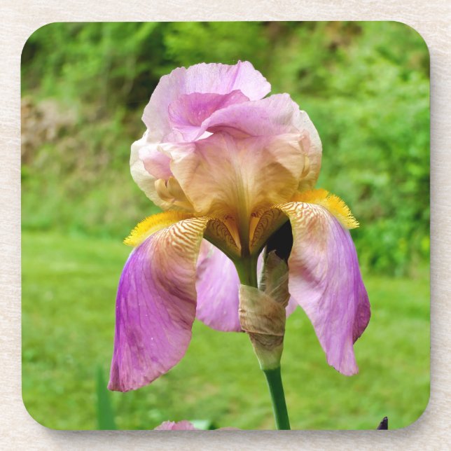 Bearded Iris Coaster (Front)