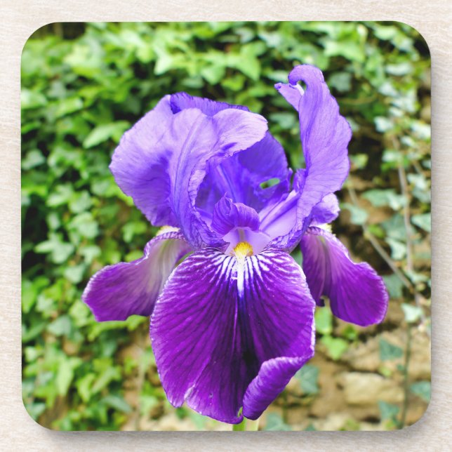 Bearded Iris Coaster (Front)