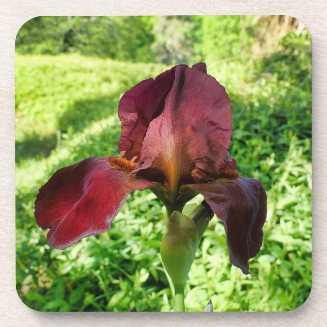 Bearded Iris Coaster (Front)