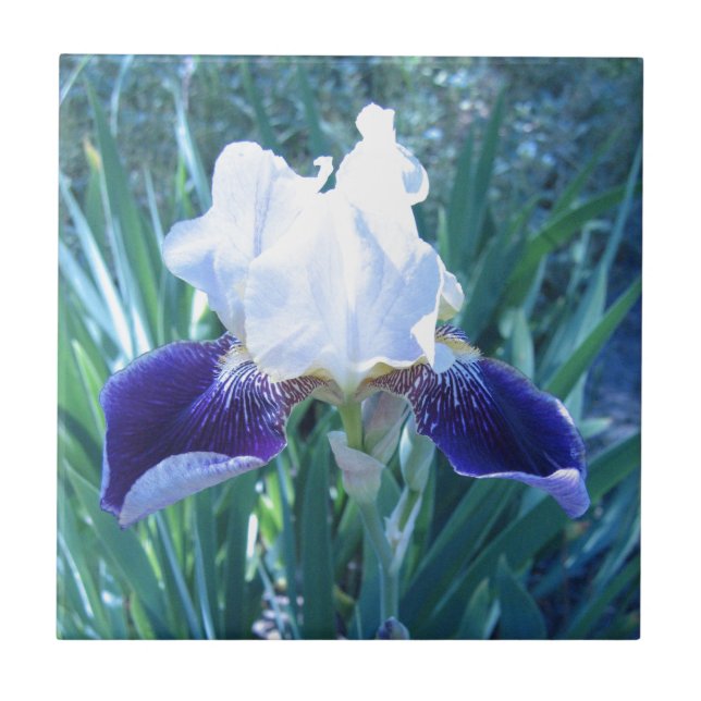 Bearded Iris Cultivar Mary Todd Tile (Front)