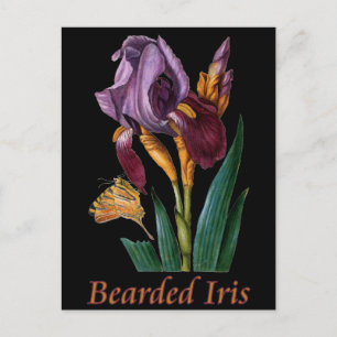 Bearded Iris Flower Postcard
