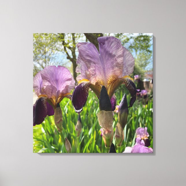 Bearded Iris Flowers Canvas Print (Front)