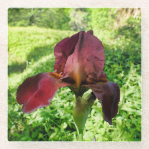 Bearded Iris Glass Coaster