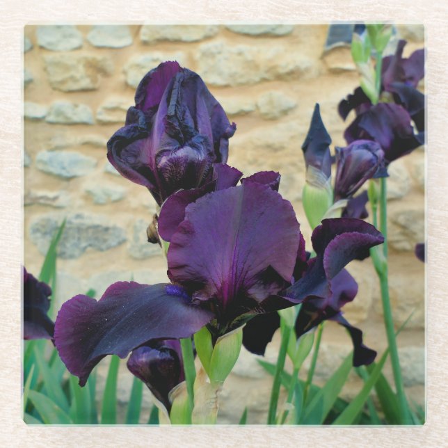 Bearded Iris Glass Coaster (Front)