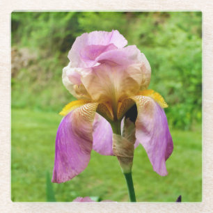 Bearded Iris Glass Coaster
