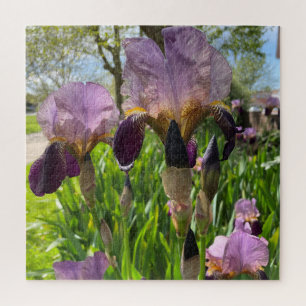 Bearded Iris Jigsaw Puzzle