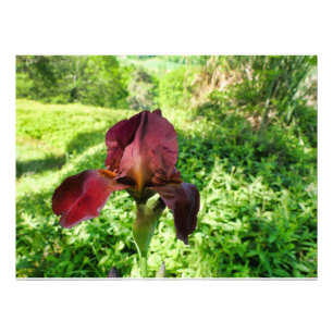 Bearded Iris Photo Print