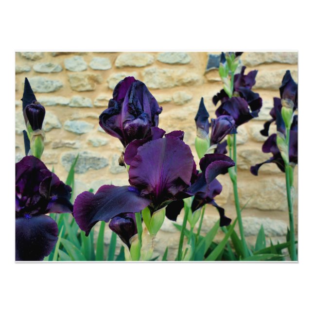 Bearded Iris Photo Print (Front)