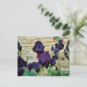 Bearded Iris Postcard