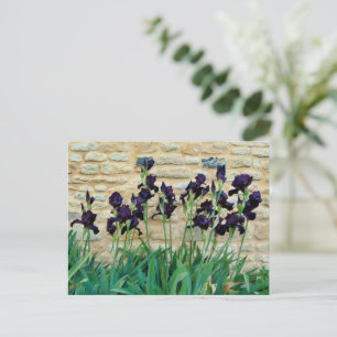 Bearded Iris Postcard