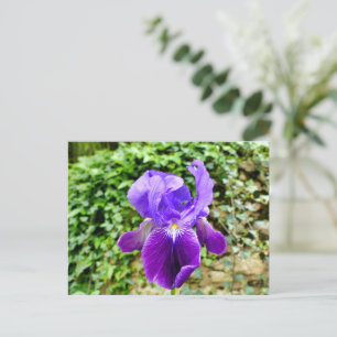 Bearded Iris Postcard