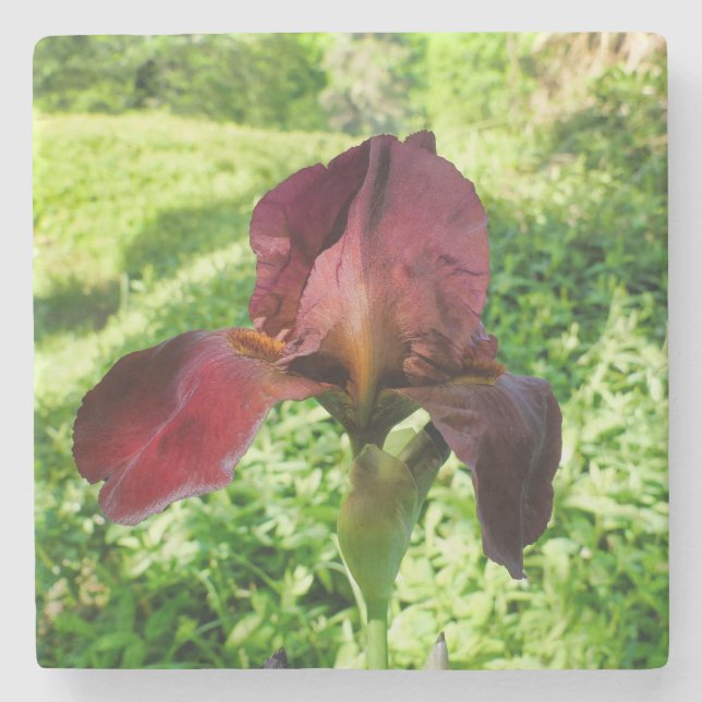 Bearded Iris Stone Coaster (Front)