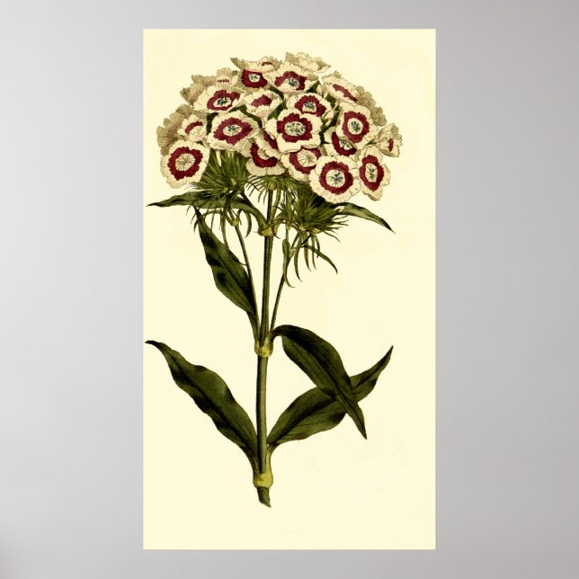 Bearded Pink or Sweet William Poster (Front)