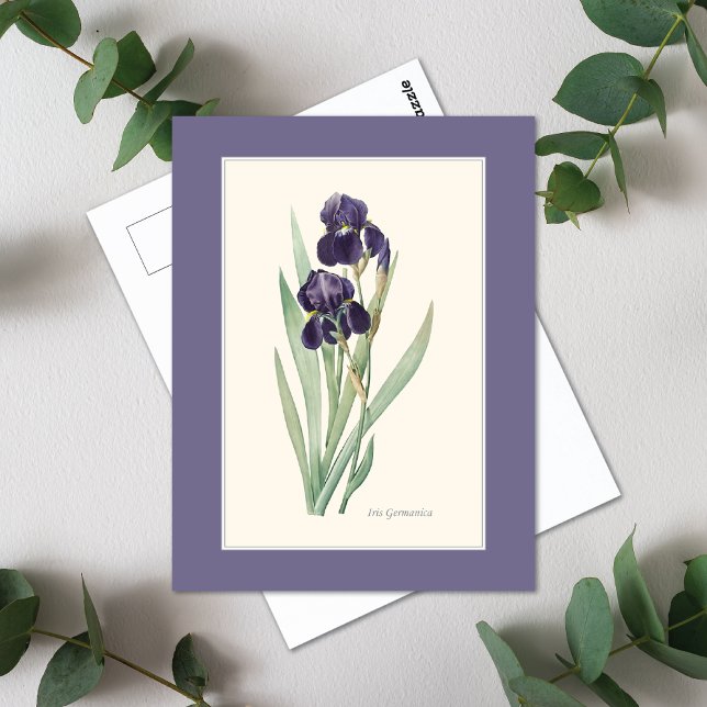 Bearded Purple Iris Botanical Redoute Postcard (Creator Uploaded)