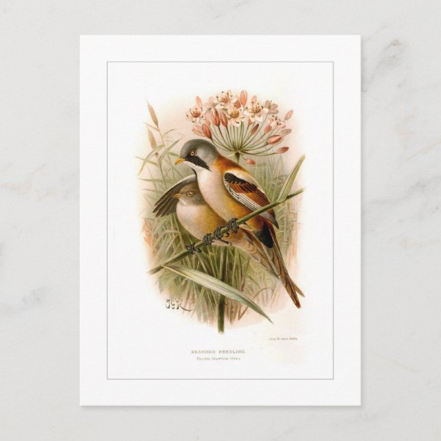 Bearded Reedling Postcard (Front)