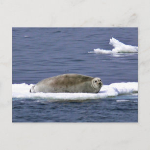 Bearded seal postcard