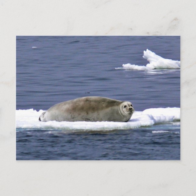 Bearded seal postcard (Front)