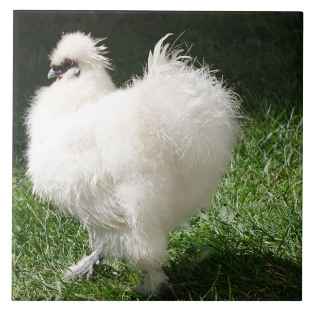 Bearded Silky Chicken Tile (Front)