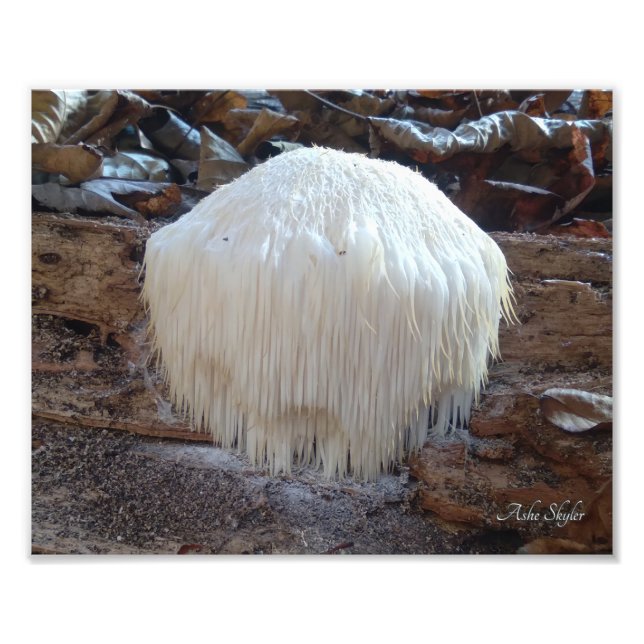 Bearded Tooth Fungus Photo Print (Front)