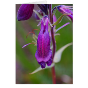 Beard's Tongue.Crested Butte