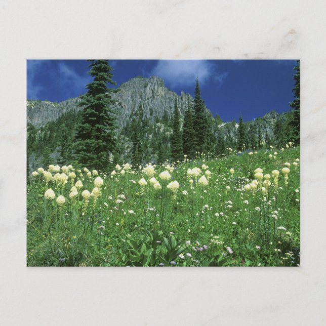 Beargrass at Eunice Lake, Mt. Rainier NP, WA, Postcard (Front)