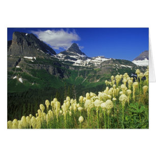 Beargrass at Logan Pass in Glacier National Park
