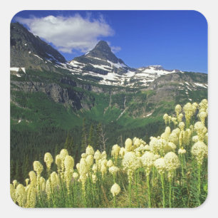 Beargrass at Logan Pass in Glacier National Park Square Sticker