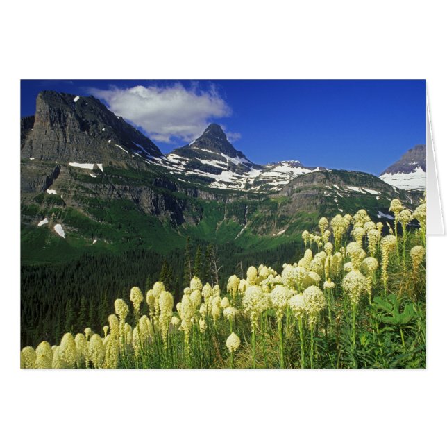 Beargrass au col Logan dans le parc national Glaci (Devant horizontal)