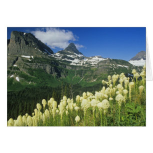 Beargrass near Logan Pass in Gacier National