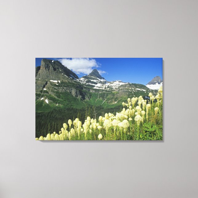 Beargrass near Logan Pass in Gacier National Canvas Print (Front)