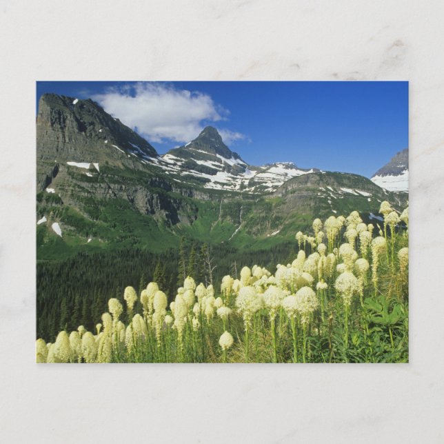 Beargrass near Logan Pass in Gacier National Postcard (Front)