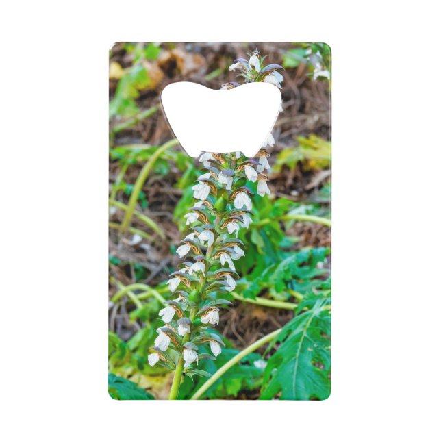 Bear's breeches credit card bottle opener (Front)