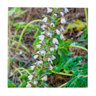 Bear's breeches tile