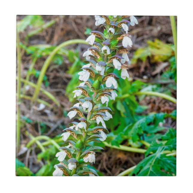 Bear's breeches tile (Front)