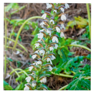 Bear's breeches tile