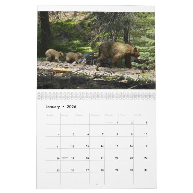 Bears by Edward Hughes Calendar (Jan 2026)