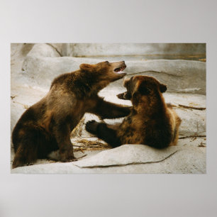 Bears Poster