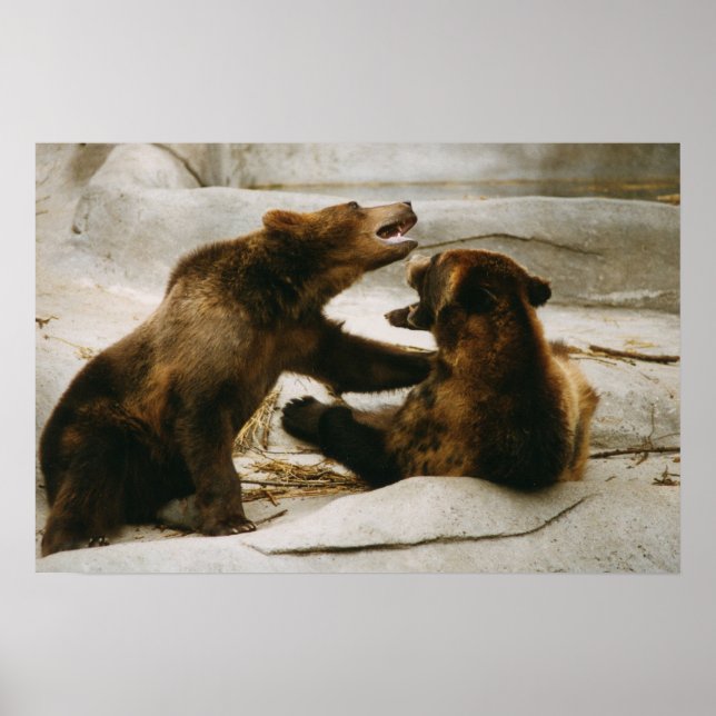 Bears Poster (Front)