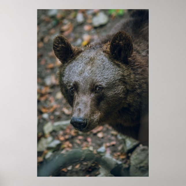 BEARY THOUGHTS POSTER (Front)