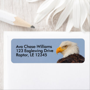 Beau Aigle à tête blanche Oiseau de proie dans l'a