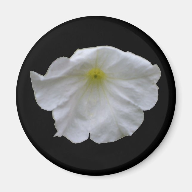 Beau Aimant blanc Petunia (Devant)